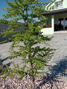 Smrekovec japonský - 3