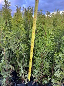 AKCIA Tuja Smaragd 60cm - 0,8€ - 3
