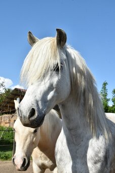 Športový pony - 3