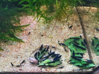 Predám krevetky Neocaridina - 3