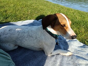 Krížwnec Beagla a Jack russel teriéra - 3