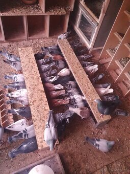 Darujem chovné postove holuby - 3