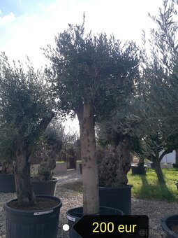 Olivovník Europea - 3