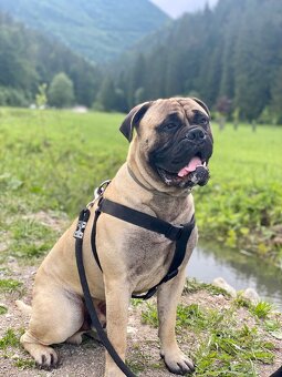 Bullmastiff - 3