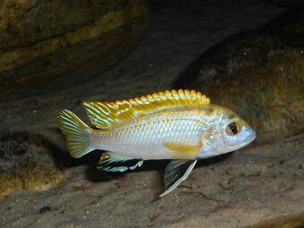 Africké cichlidy - 3