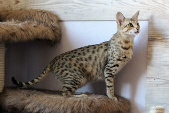 Savannah macka F3 - 3