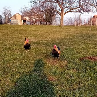 Oranžovokrké bantamky - 3