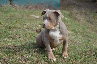 American bully standard ABKC - 3