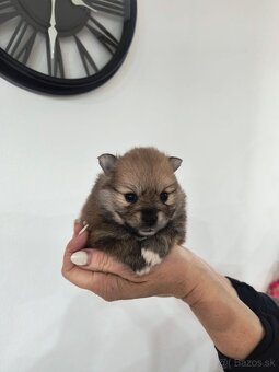 Špic typ pomeranian - 3