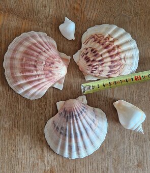 Mušle - 3