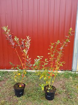 Čučoriedky kanadské sadenice - 3