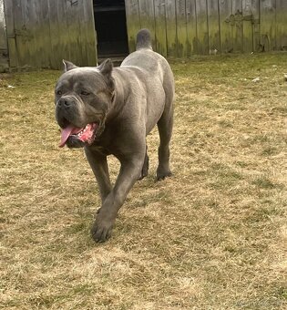 Cane corso - 3
