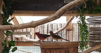 Kardinál červeny - 3