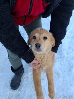 Zlatý retriever - 3