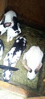 Predám 4 mesačne mladé krížence - 3