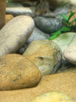 Neocaridina Wild - 3