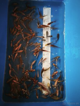 Koi kapre - 3