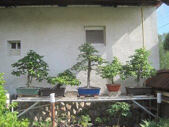 bonsai,bonsaj-hrab 35 - 3