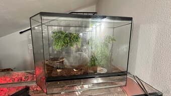 Pagekon riasnaty - 3