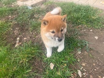 Shiba Inu - 3