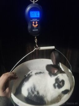 Samec Šarišský obrovity mix - 3