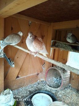 Hrdličky chichotavé - 3