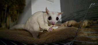 Vakoveverička,Vakoveveričky - 3