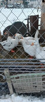 Husy na dalši chov - 3