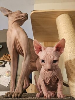 Mačiatko Sphynx - 3