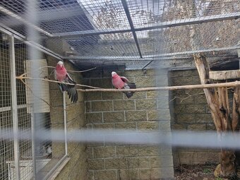 Kakadu růžový - 3