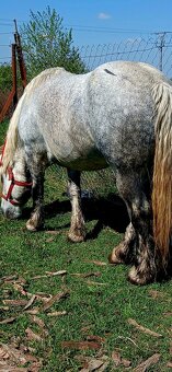 Predam taznu kobylu  Ardem - 3