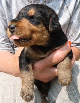 Prodám štěňata airedale terrier ( erdelterrier ) - 3