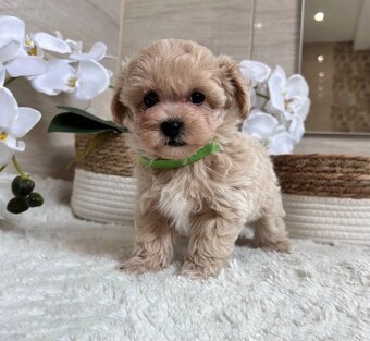 Maltipoo - 3