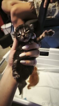 Mačička Maine coon mačiatko Mainska myvalia mačka - 3