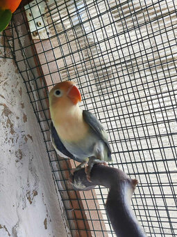 Andulky,agapornis - 3