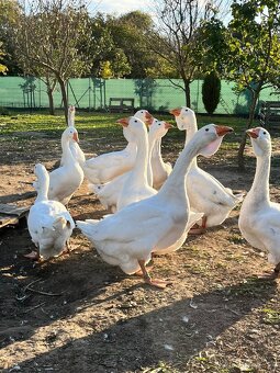 Cholmogorské husi - 3