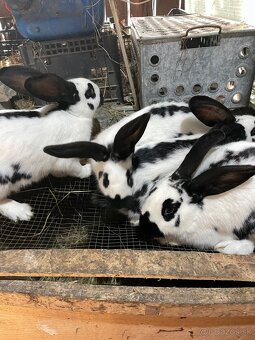 Nemecky obrovitý strakač - 3