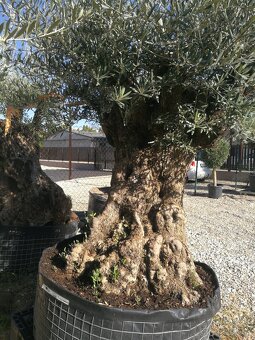 Olivovník bonsai - 3