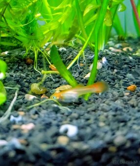 Gupky - domáci odchov - 3