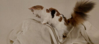 Mainska myvalia mainský - 3