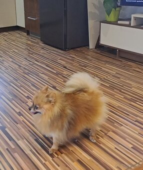 Nemecký  trpaslicí  špic typ pomeranian - 3