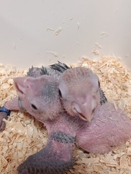 Amazonik bielobruchy - 3