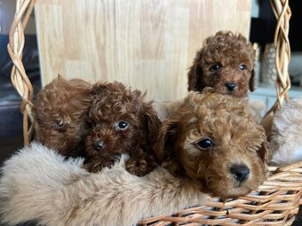 Toy pudel – krásne šteniatka - 3