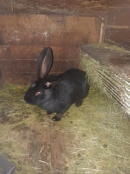 Predam kraliky NOS - 3