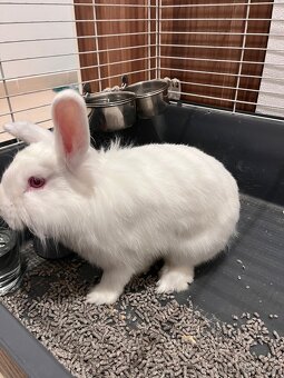 Zakrslý králik (Levík) - 3