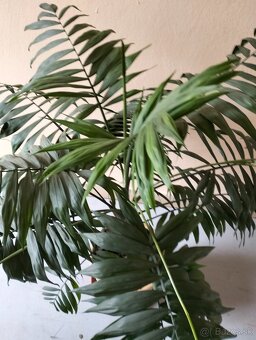 Izbová rastlina - 3