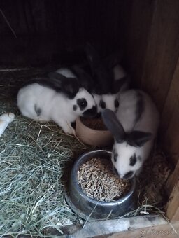 Nemecký obrovitý strakáč - 3