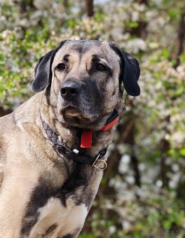 Kangalský pastevecký pes - 3