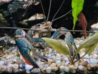 Rak modrý (Cherax quadricarinatus) - 3