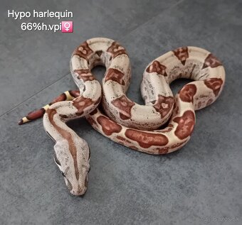 Velhad kralovsky -boa constrictor 3/25 - 3